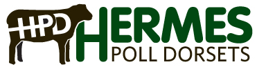 Hermes Poll Dorsets